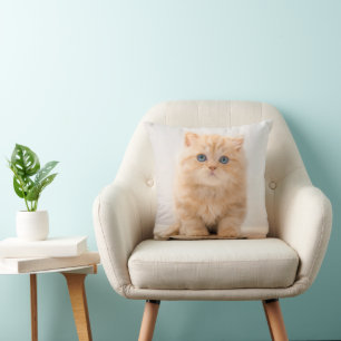Niedliche Kleintiere A British Longhair Kitten Kissen