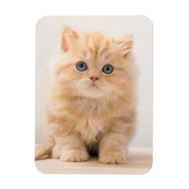 Niedliche Kleintiere | A British Longhair Kitten Magnet (Vertikal)
