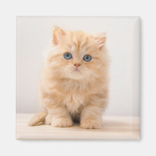 Niedliche Kleintiere   A British Longhair Kitten Magnet