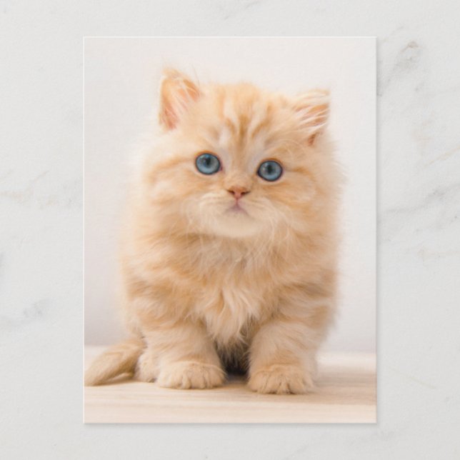 Niedliche Kleintiere | A British Longhair Kitten Postkarte (Vorderseite)