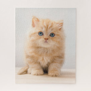 Niedliche Kleintiere   A British Longhair Kitten Puzzle