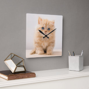 Niedliche Kleintiere   A British Longhair Kitten Quadratische Wanduhr