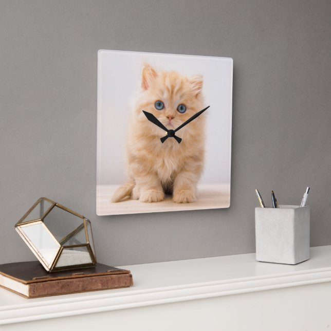 Niedliche Kleintiere | A British Longhair Kitten Quadratische Wanduhr (Büro)