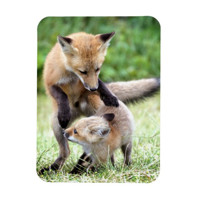 Niedliche Kleintiere | Adorable Fox Kit & Mama Magnet (Vertikal)