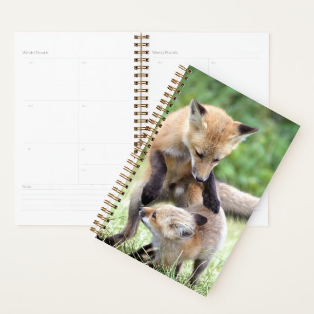 Niedliche Kleintiere | Adorable Fox Kit & Mama Planer (Anzeige)