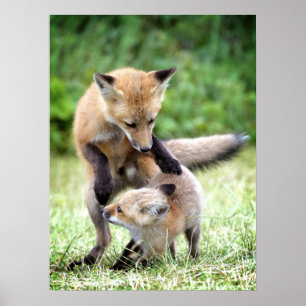 Niedliche Kleintiere   Adorable Fox Kit & Mama Poster
