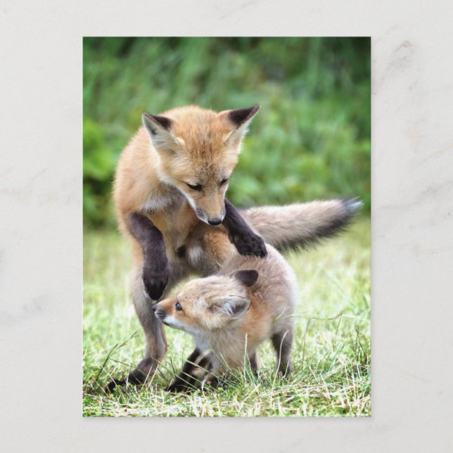 Niedliche Kleintiere | Adorable Fox Kit & Mama Postkarte (Vorderseite)