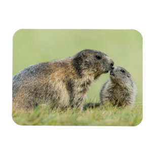 Niedliche Kleintiere Alpenmarmot Magnet