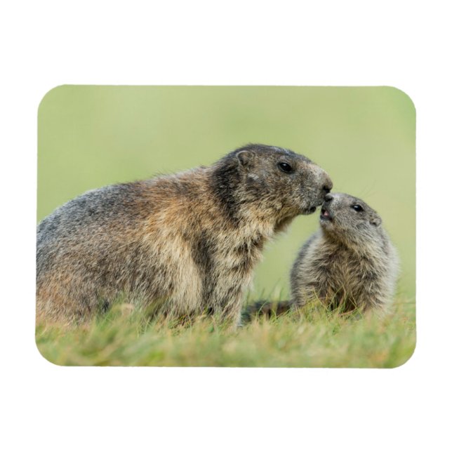 Niedliche Kleintiere | Alpenmarmot Magnet (Horizontal)