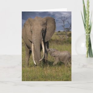 Niedliche Kleintiere   Amama Elefant mit Baby Karte