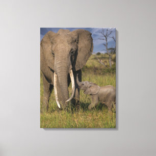 Niedliche Kleintiere   Amama Elefant mit Baby Leinwanddruck