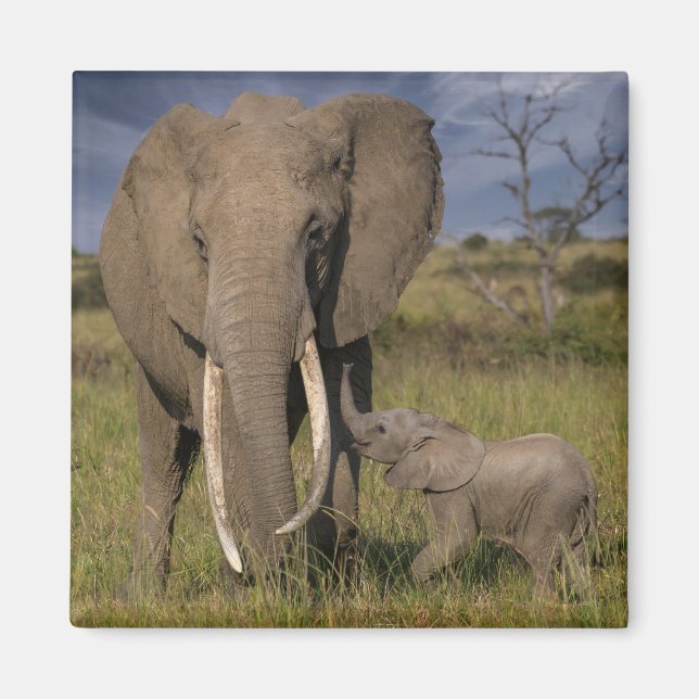 Niedliche Kleintiere | Amama Elefant mit Baby Magnet (Vorne)