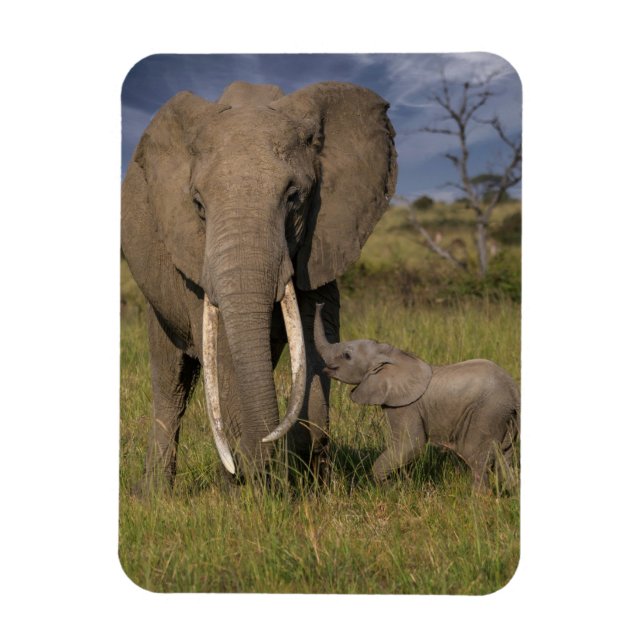 Niedliche Kleintiere | Amama Elefant mit Baby Magnet (Vertikal)
