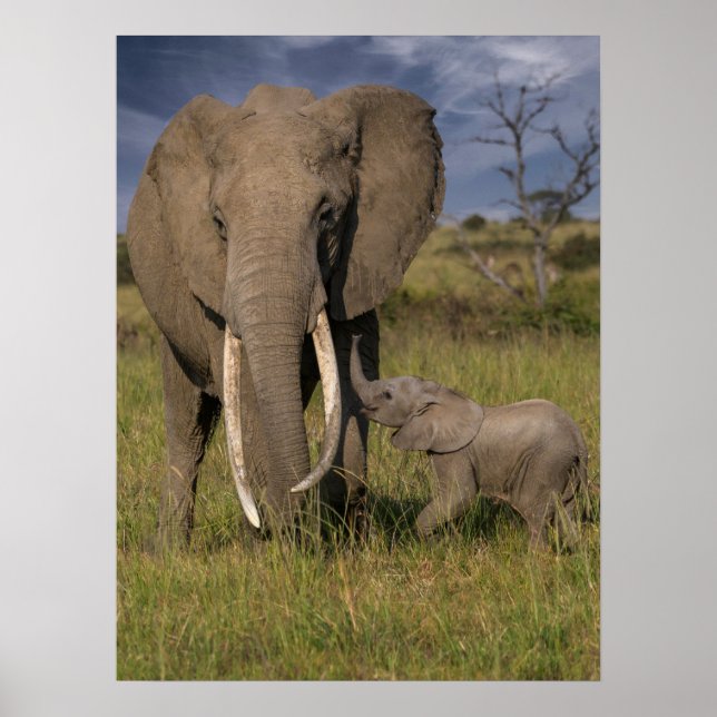 Niedliche Kleintiere | Amama Elefant mit Baby Poster (Vorne)