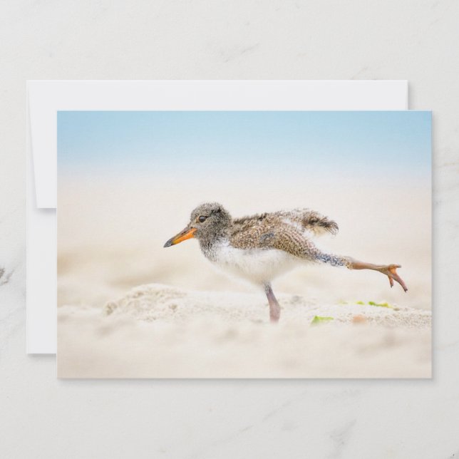 Niedliche Kleintiere | American Oystercatcher Chic Dankeskarte (Vorderseite)