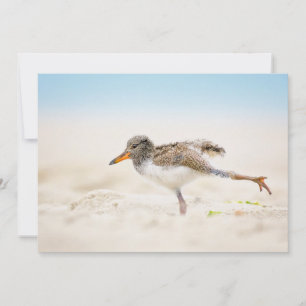 Niedliche Kleintiere   American Oystercatcher Chic Dankeskarte
