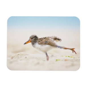 Niedliche Kleintiere American Oystercatcher Chic Magnet