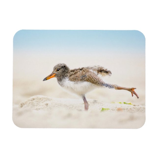 Niedliche Kleintiere | American Oystercatcher Chic Magnet (Horizontal)
