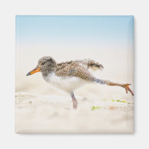 Niedliche Kleintiere   American Oystercatcher Chic Magnet