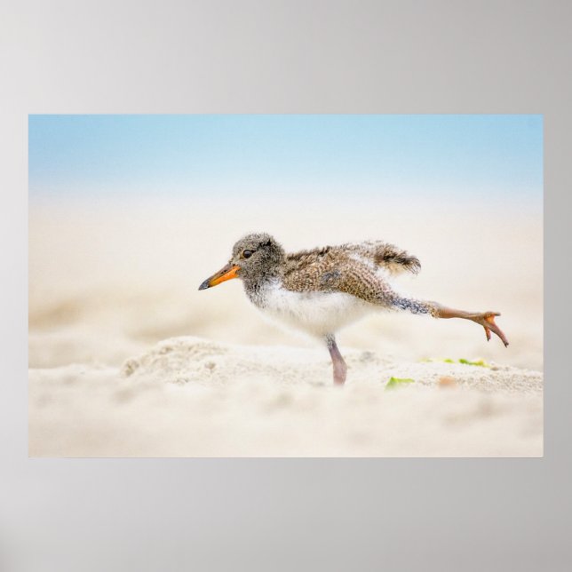 Niedliche Kleintiere | American Oystercatcher Chic Poster (Vorne)
