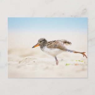 Niedliche Kleintiere   American Oystercatcher Chic Postkarte