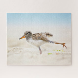 Niedliche Kleintiere   American Oystercatcher Chic Puzzle