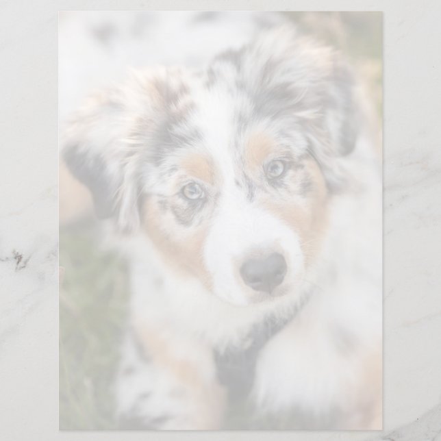Niedliche Kleintiere | Australian Shepherd Puppy (Vorderseite)