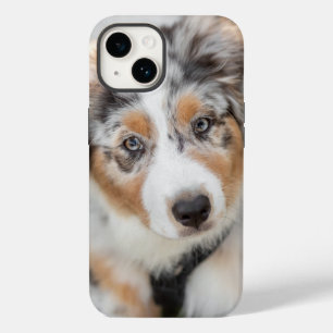 Niedliche Kleintiere   Australian Shepherd Puppy Case-Mate iPhone 14 Hülle