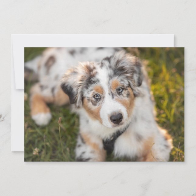 Niedliche Kleintiere | Australian Shepherd Puppy Dankeskarte (Vorderseite)