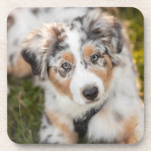 Niedliche Kleintiere   Australian Shepherd Puppy Getränkeuntersetzer