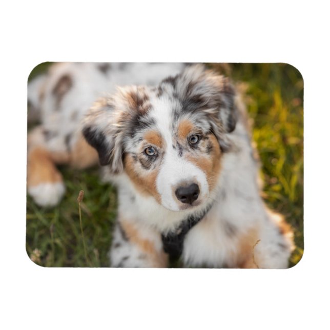 Niedliche Kleintiere | Australian Shepherd Puppy Magnet (Horizontal)