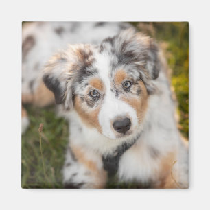 Niedliche Kleintiere   Australian Shepherd Puppy Magnet