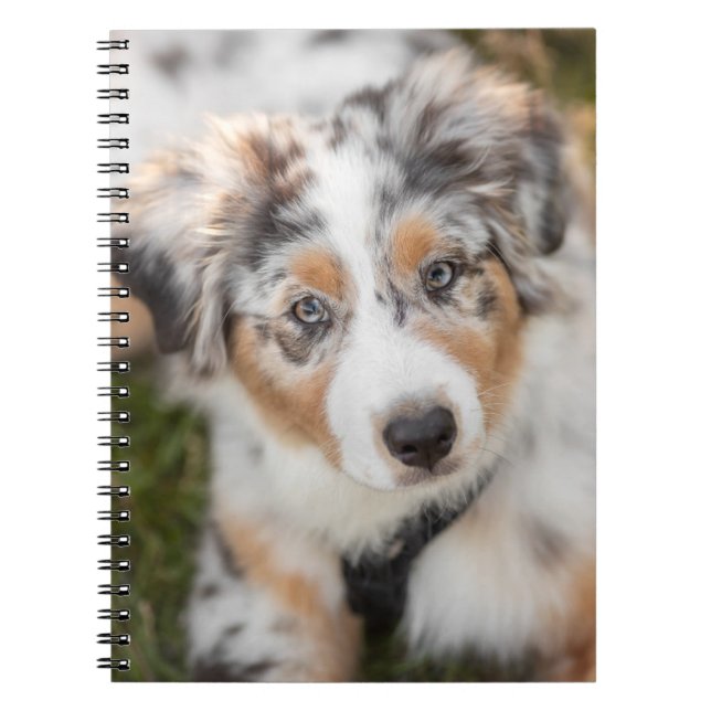 Niedliche Kleintiere | Australian Shepherd Puppy Notizblock (Vorderseite)