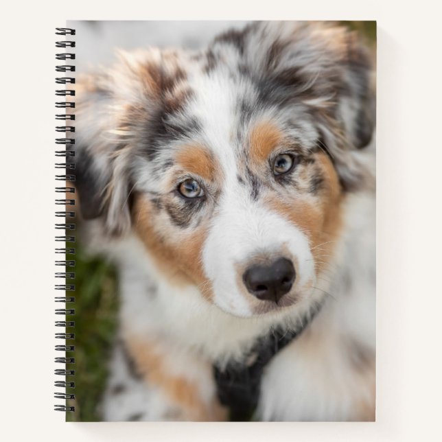 Niedliche Kleintiere | Australian Shepherd Puppy Notizbuch (Vorderseite)