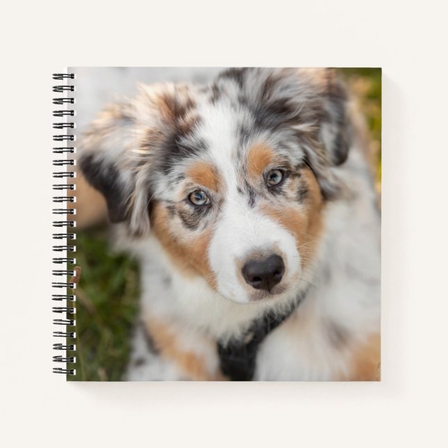 Niedliche Kleintiere | Australian Shepherd Puppy Notizbuch (Vorderseite)