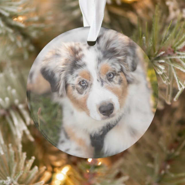 Niedliche Kleintiere | Australian Shepherd Puppy Ornament (Baum)