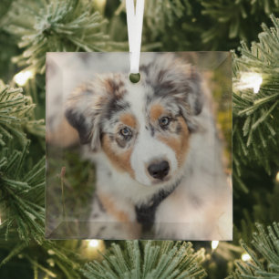 Niedliche Kleintiere   Australian Shepherd Puppy Ornament Aus Glas