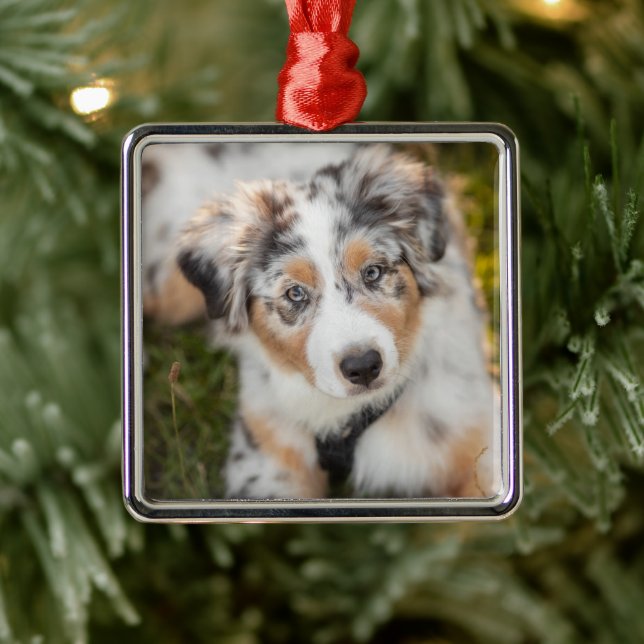 Niedliche Kleintiere | Australian Shepherd Puppy Ornament Aus Metall (Baum)