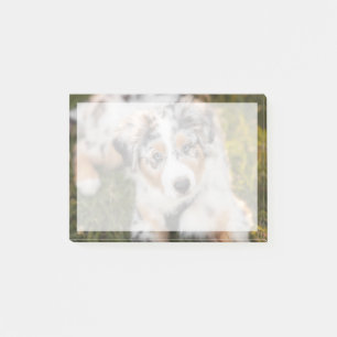Niedliche Kleintiere   Australian Shepherd Puppy Post-it Klebezettel