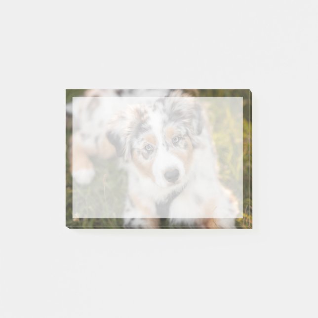 Niedliche Kleintiere | Australian Shepherd Puppy Post-it Klebezettel (Vorderseite)
