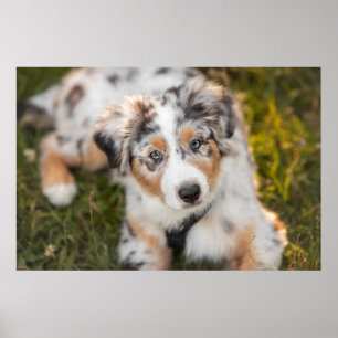 Niedliche Kleintiere   Australian Shepherd Puppy Poster