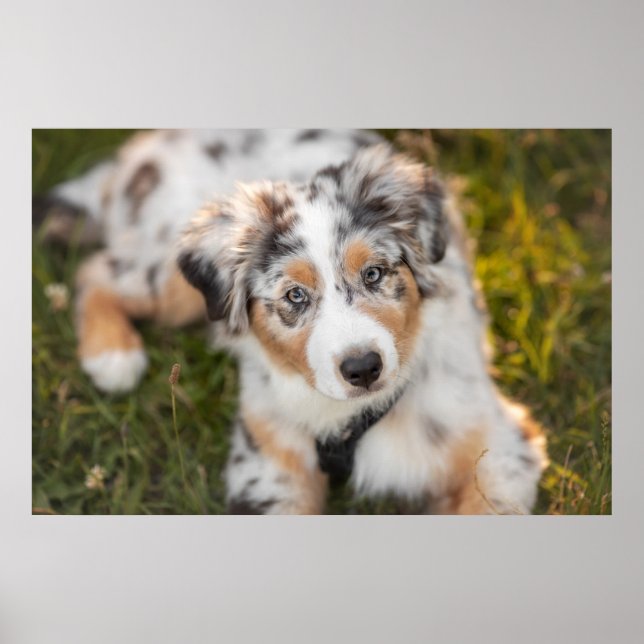 Niedliche Kleintiere | Australian Shepherd Puppy Poster (Vorne)