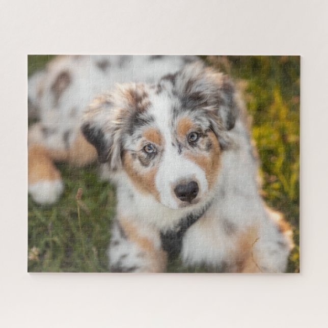 Niedliche Kleintiere | Australian Shepherd Puppy Puzzle (Horizontal)