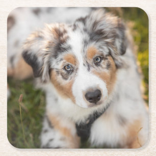 Niedliche Kleintiere   Australian Shepherd Puppy Rechteckiger Pappuntersetzer