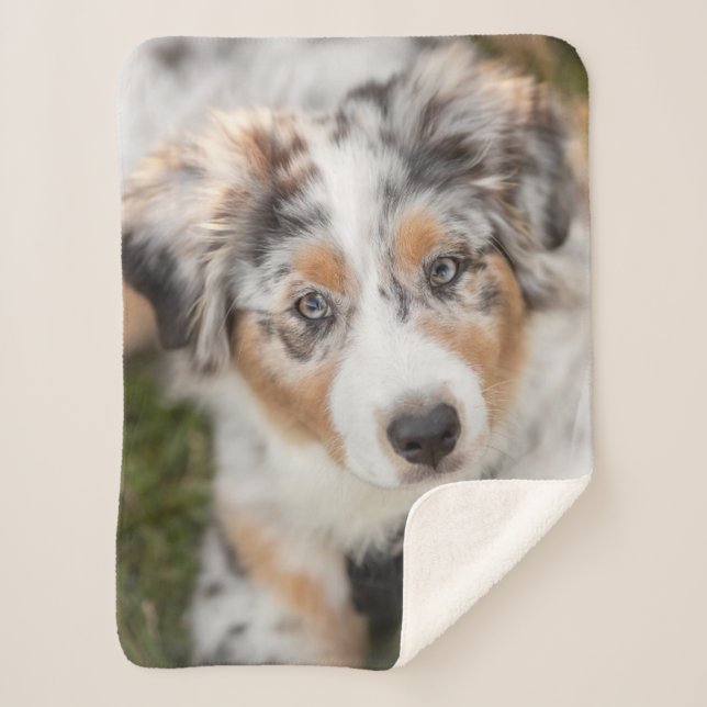 Niedliche Kleintiere | Australian Shepherd Puppy Sherpadecke (Vorderseite)
