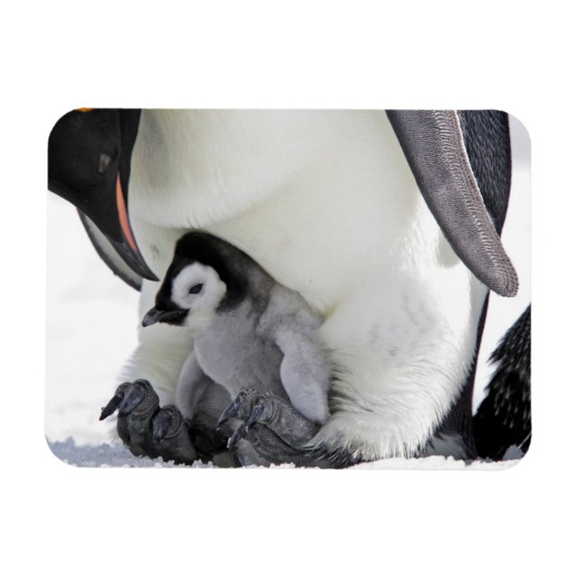 Niedliche Kleintiere | Babemann Penguin Magnet (Horizontal)