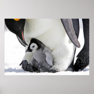 Niedliche Kleintiere   Babemann Penguin Poster