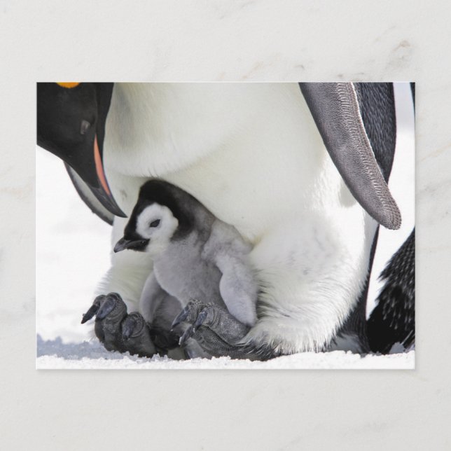 Niedliche Kleintiere | Babemann Penguin Postkarte (Vorderseite)