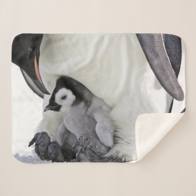 Niedliche Kleintiere | Babemann Penguin Sherpadecke (Vorderseite (Horizontal))