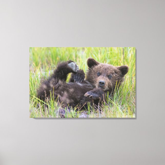 Niedliche Kleintiere | Baby Brown Bear Cube Leinwanddruck (Vorderseite)